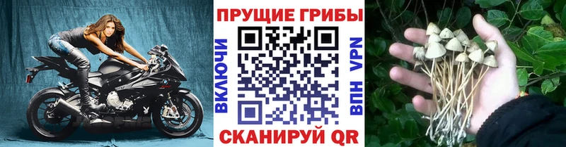 Купить закладки Каменка Псилоцибиновые грибы мухоморы
